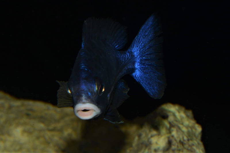Placidochromis phenochilus 'Mdoka Reef'